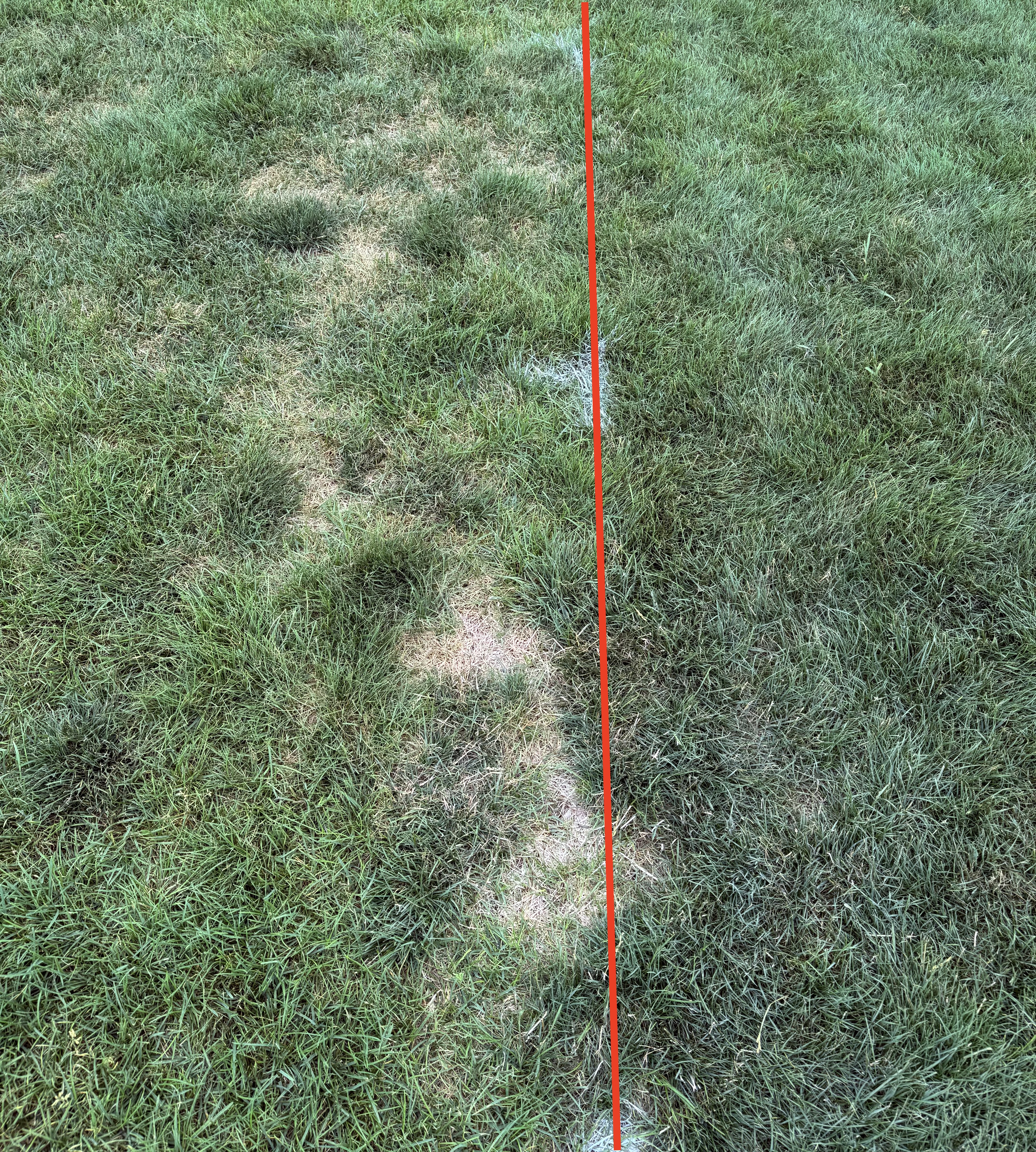 Side-by-side comparison of turfgrass separated by a red vertical line, with the left side showing irregular tan patches and thinning grass while the right side appears denser and greener.